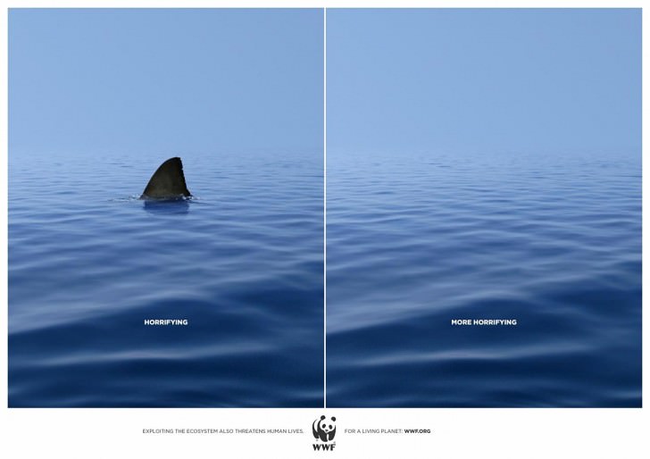 wwf shark Against Animal Cruelty